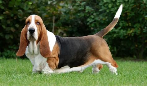Names for basset hounds - 7. Regularly Clean Those Droopy Eyes and Ears. It ain’t easy being beautiful. The Basset’s lustrous ears can trap air, leading to infection, so owners should clean them thoroughly once a week ...